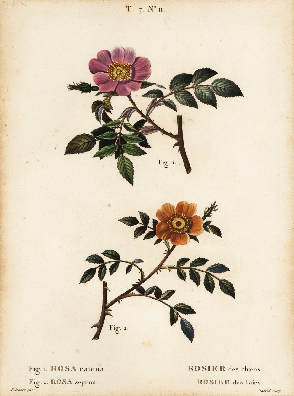 وردة الكلب ، Rosa canina ، Rosier des chien 1 ، و briar صغير الأوراق ، Rosa sepium ، Rosa agrestis ، Rosier des hedges 2 بواسطة بانكريس (بعد) بيسا