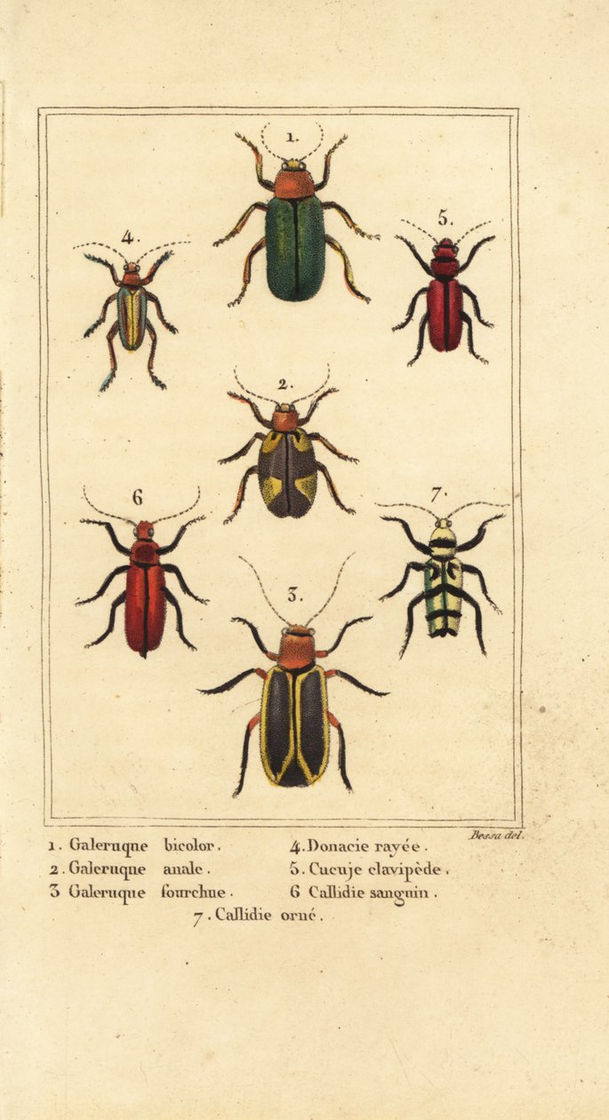 خنفساء الأوراق ، Galeruca شكل 1 ، Aulacophora anal 2 ، 3 Cyclotrypema areata ، Donace viltata 4 ، خنفساء اللحاء المسطحة ، Cucujus clavipes 5 ، 6 و Pyrrhidium blood Chlorophorus قائمة 7 بواسطة بانكريس (بعد) بيسا