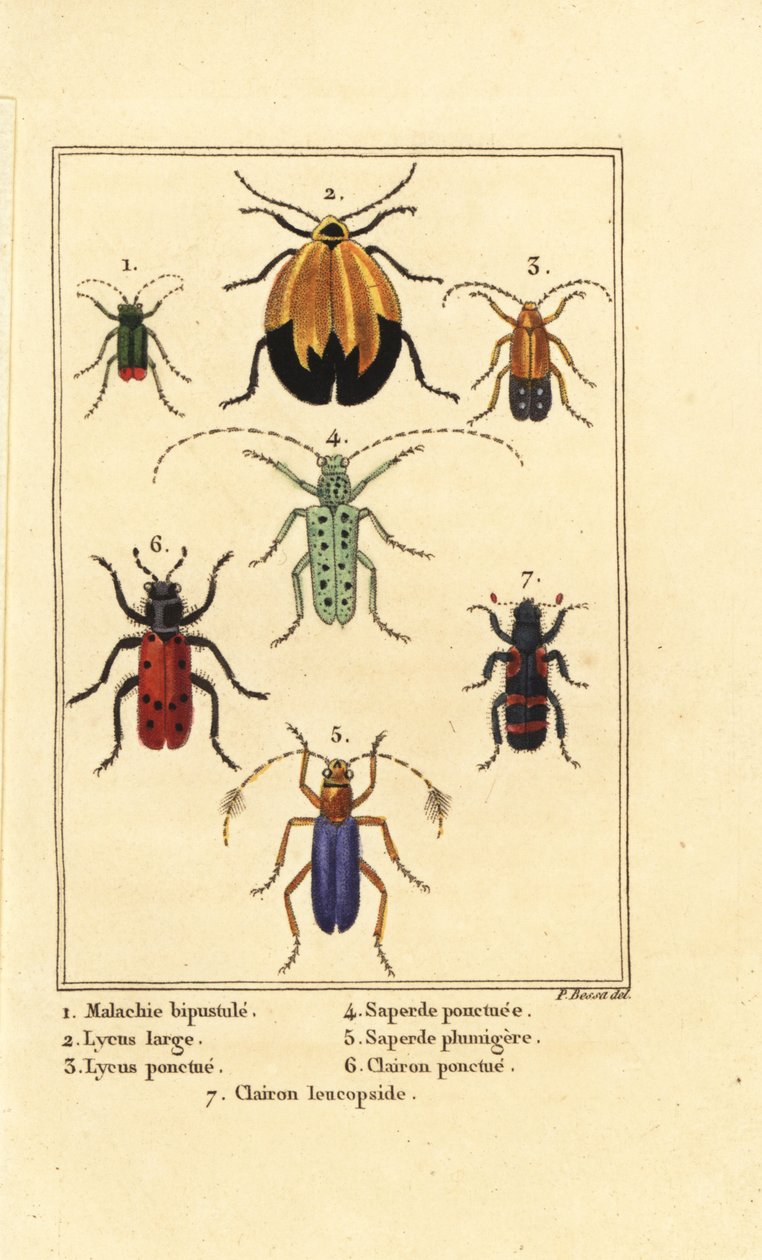 خنفساء الملكيت ، Malachius bipustulatus 1 ، الخنافس الشبكية الأجنحة ، Lycus melanurus 2 ، Lycus punctatus 3 ، Saperda punctata 4 ، الأنواع Saperda 5 ، Trichodes octopunctatus 6 و Trichodes apiarius 7 بواسطة بانكريس (بعد) بيسا