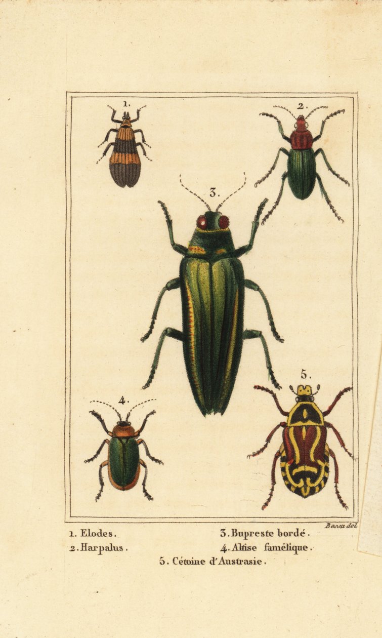خنفساء المستنقعات ، Elodes 1 ، Harpalus beetle 2 ، خنفساء الجواهر ، Buprestis 3 ، خنفساء البرغوث ، Altica famelica 4 ، و Rose Chafer ، أنواع Cetonia 5 بواسطة بانكريس (بعد) بيسا