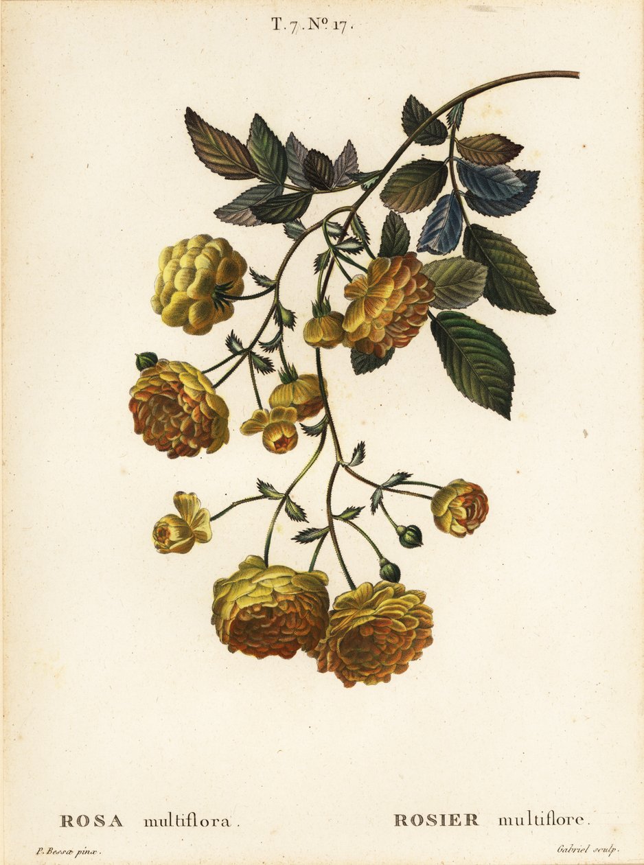 Multiflora rose or Japanese rose, Rosa multiflora, Rosier multifore بواسطة بانكريس (بعد) بيسا