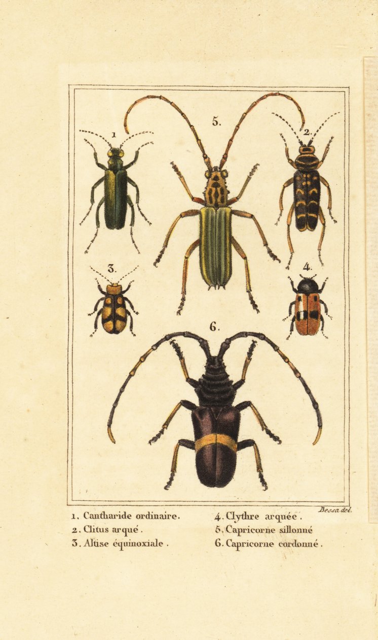 خنفساء الذبابة الإسبانية ، مراهم Haldeman المتقرحة 1 ، خنفساء الدبور ، Clytus ram ، 2 ، 3 Altica equinoctialis ، Clytra quadripunctata 4 ، الخنافس ، كلوريد Trachyderes الاحتفالي التبختر 5 و 6 بواسطة بانكريس (بعد) بيسا