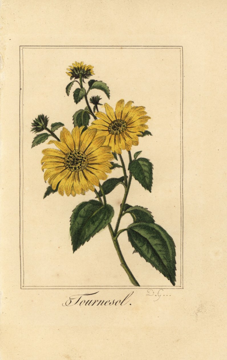 Sunflower, tournesol, Helianthus annuus بواسطة بانكريس (بعد) بيسا
