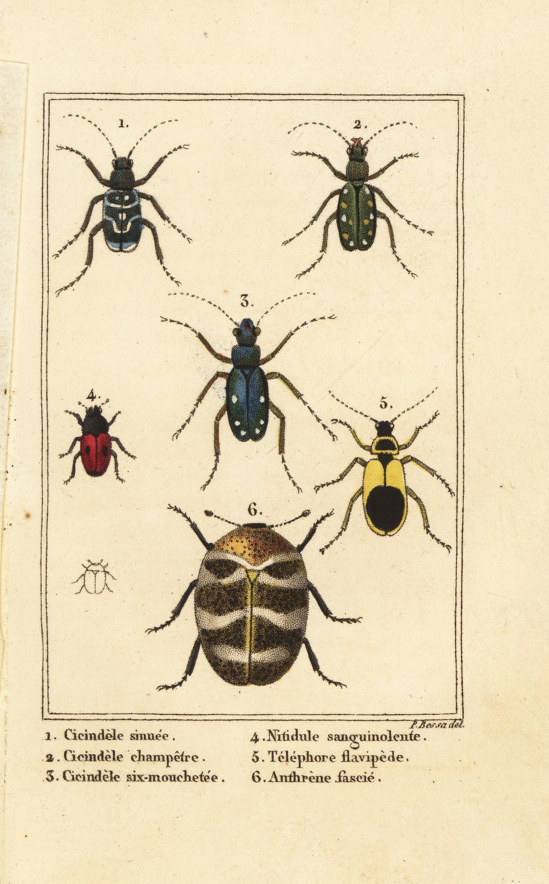 Tiger beetles ، Cicindela sinuata 1 ، Cicindela campestris 2 ، Cicindela sexguttata 3 ، Nitidula sanguinolenta 4 ، خنفساء السجاد المتنوعة ، Telephore flavipede 5 ، Anthrenus verbasci 6 بواسطة بانكريس (بعد) بيسا
