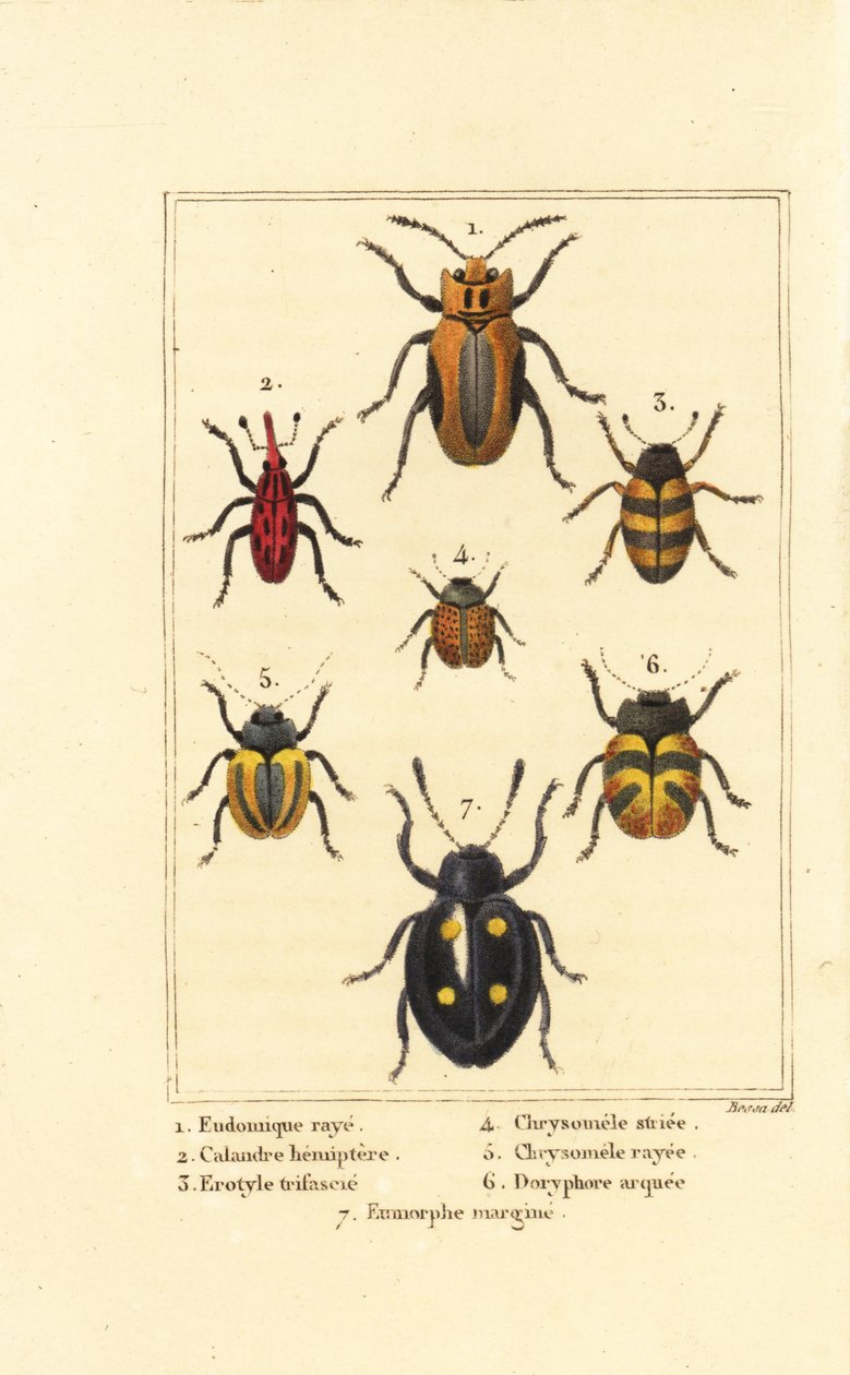 السوس: Eudomychus striata 1 ، Calandra hemiptera 2 ، خنفساء الفطريات الممتعة ، أنواع Erotylus 3 ، Chrysomela striata 4 ، Acalymma vittatum 5 ، Chrysomela arcuata 6 و Eumorphus marginata 7 بواسطة بانكريس (بعد) بيسا