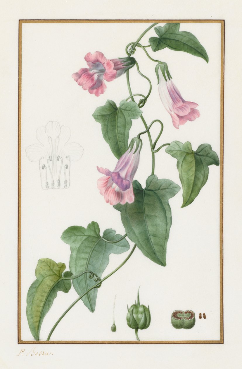 (نباتي: Maurándia semperflorens) بواسطة Pancrace Bessa