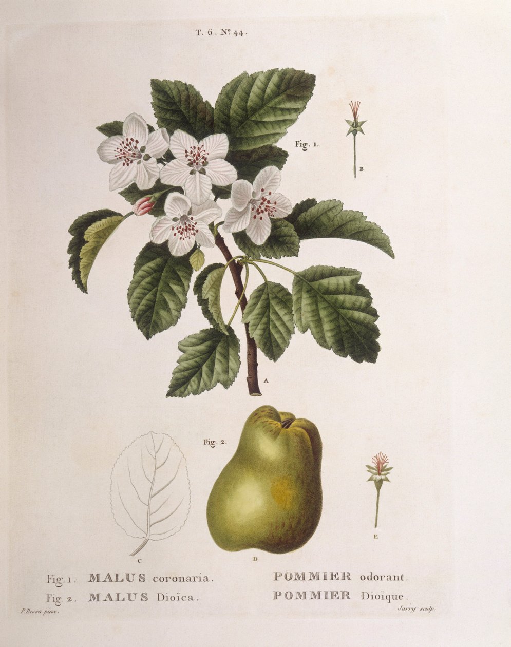 Crab apple (Malus coronaria), Henry Louis Duhamel du Monceau, botanical plate by Pancrace Bessa بواسطة Pancrace Bessa