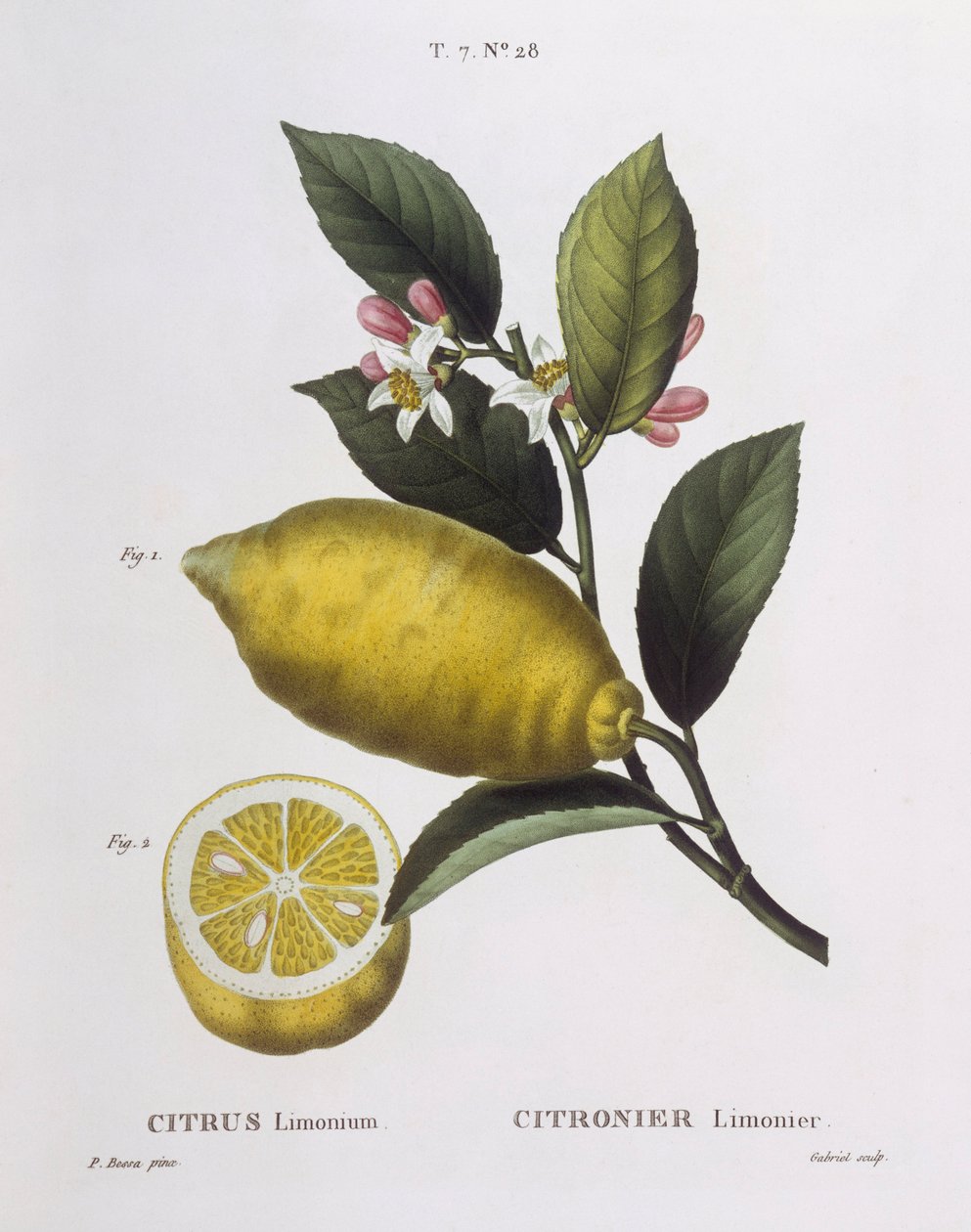 Lemon (Citrus limonium), Henry Louis Duhamel du Monceau, botanical plate by Pancrace Bessa بواسطة Pancrace Bessa