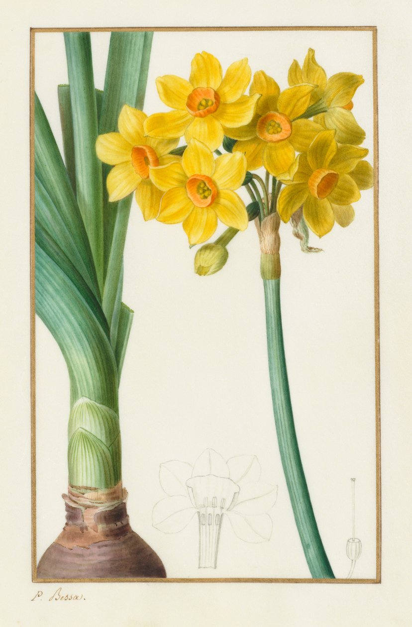 Polyanthus أو Cluster Narcissus Botanical: Narcissus tazetta ، 1836. بواسطة Pancrace Bessa