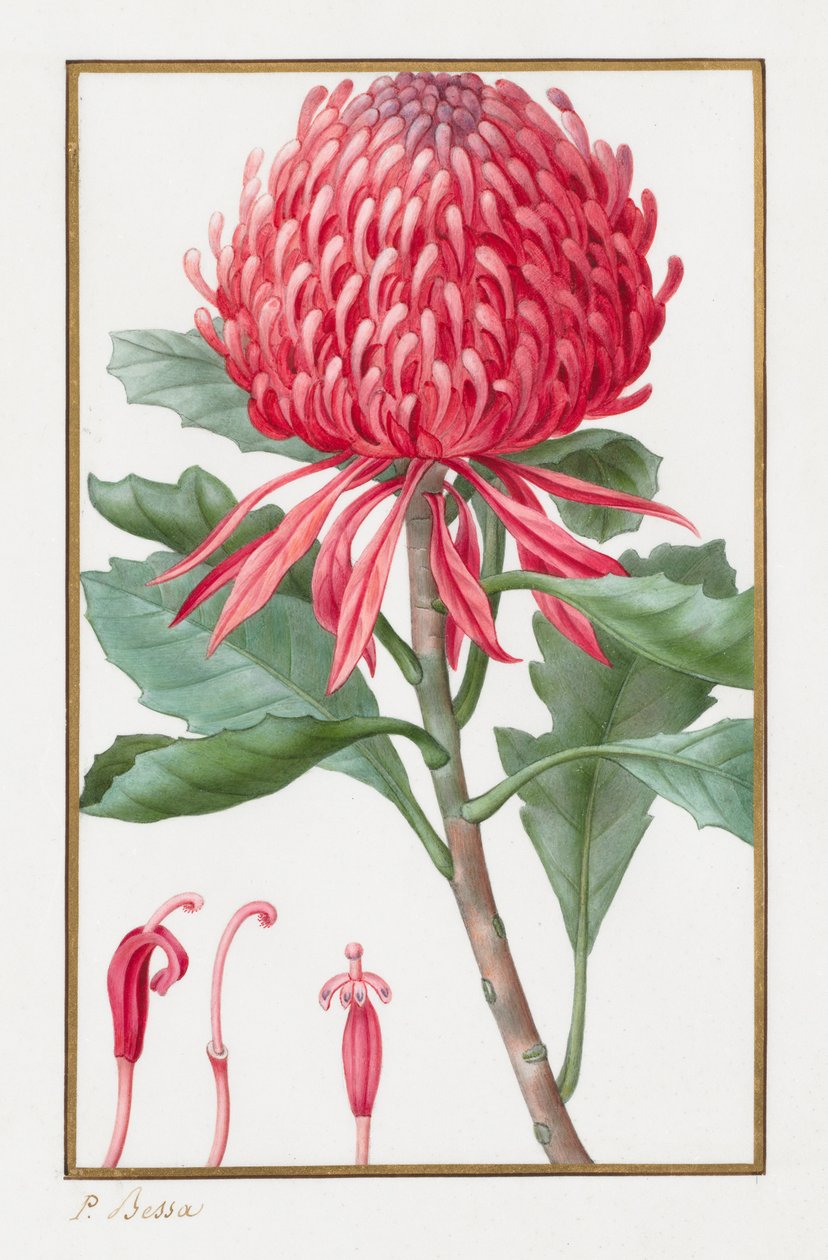 بدون عنوان ، 1828-1835. بواسطة Pancrace Bessa