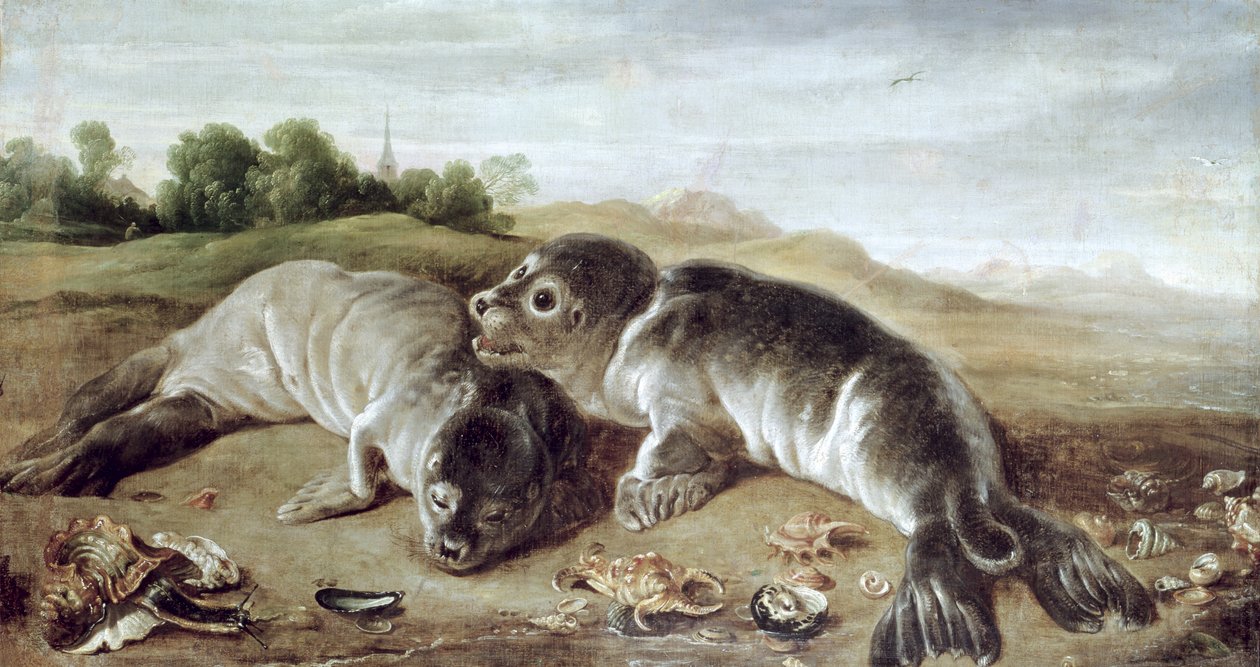 اثنان من الأختام الصغيرة على الشاطئ ، c.1650 بواسطة بول دي فوس