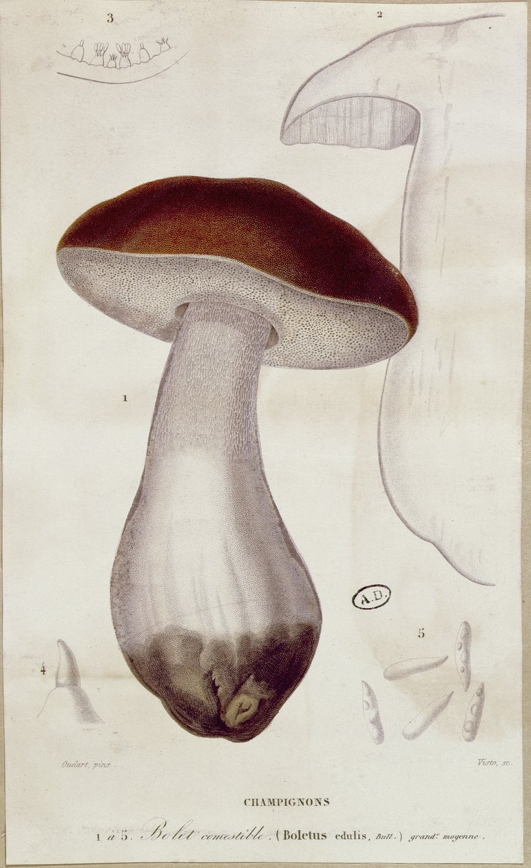 Boletus edulis ، رسم توضيحي لنسخة من "Traite des Champignons" لجان جاك بوليت (1740-1826) بواسطة بول لويس أودارت