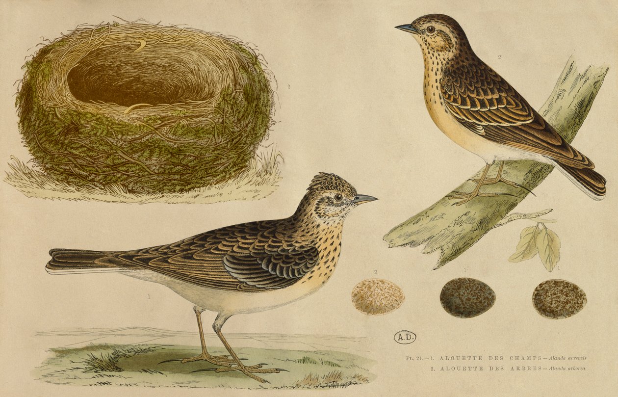 Skylark و Treelark (نقش الألوان) بواسطة بول لويس أودارت