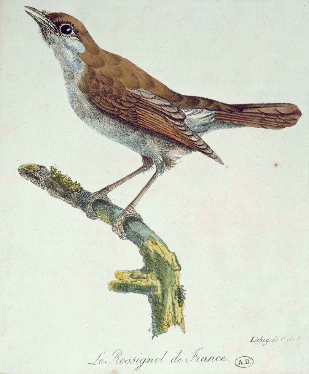 العندليب من فرنسا ، c.1830 بواسطة بول لويس أودارت