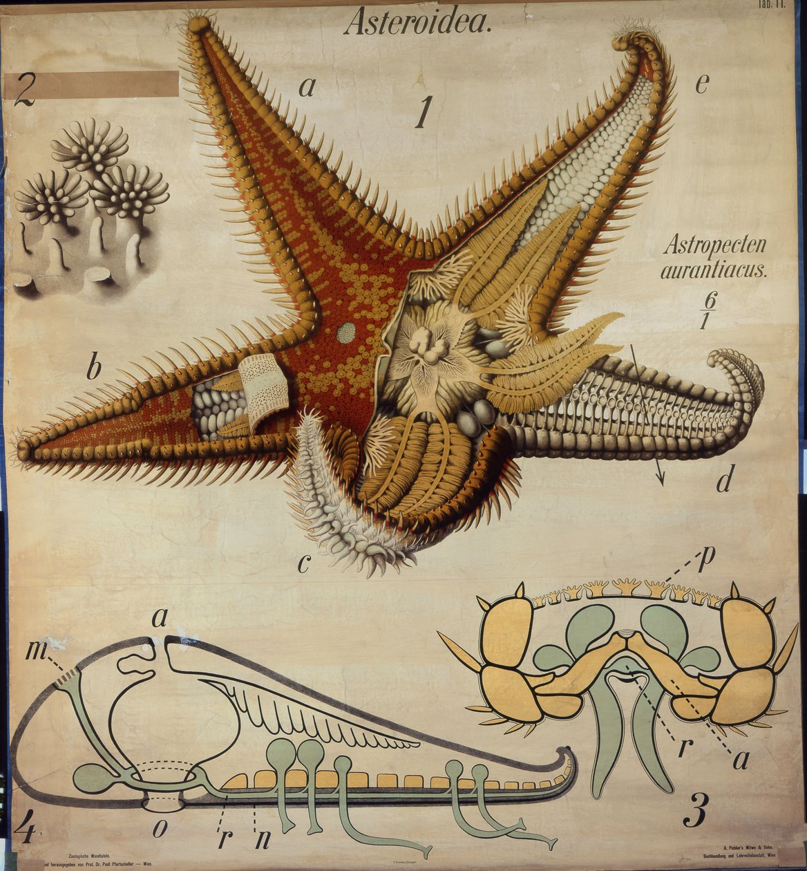 Astropecten ، رقم 11 ، مخطط جدار حيوان بفورتشلر بواسطة بول بفورتشيلر