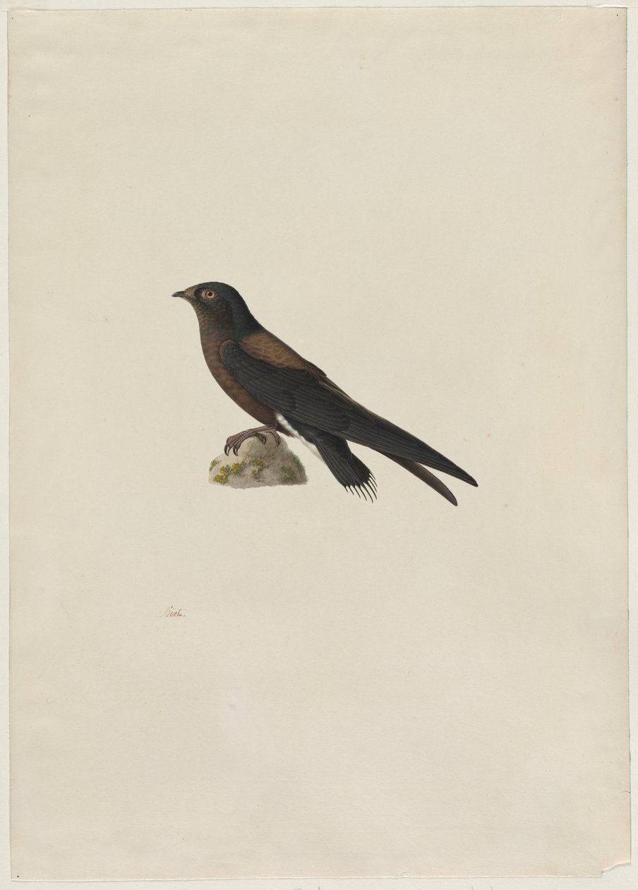 سويفت إبرة الذيل (Hirundapus caudacutus) بواسطة بول هويت