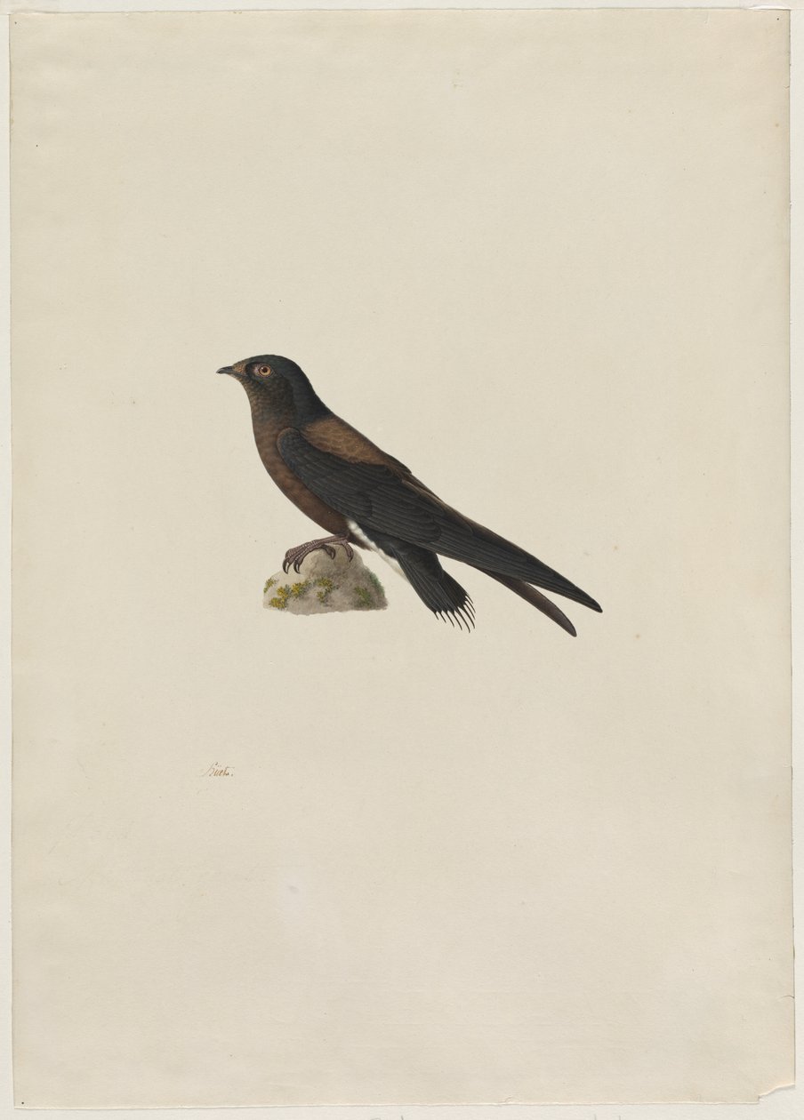 إبرة الذيل Swift Hirundapus caudaculus ، 1800s. بواسطة بول هويت