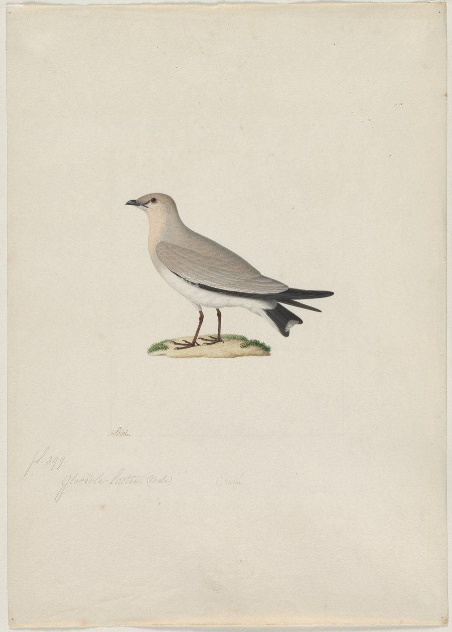 Pratincole Glareola lactea صغير ، القرن التاسع عشر. بواسطة بول هويت