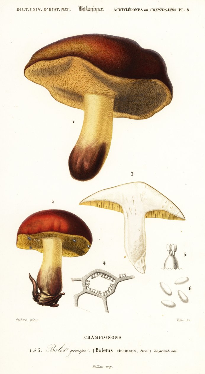 فطر بوليت ، Boletus Circinans. ، 1849 (نقش) بواسطة بول لويس أودارت