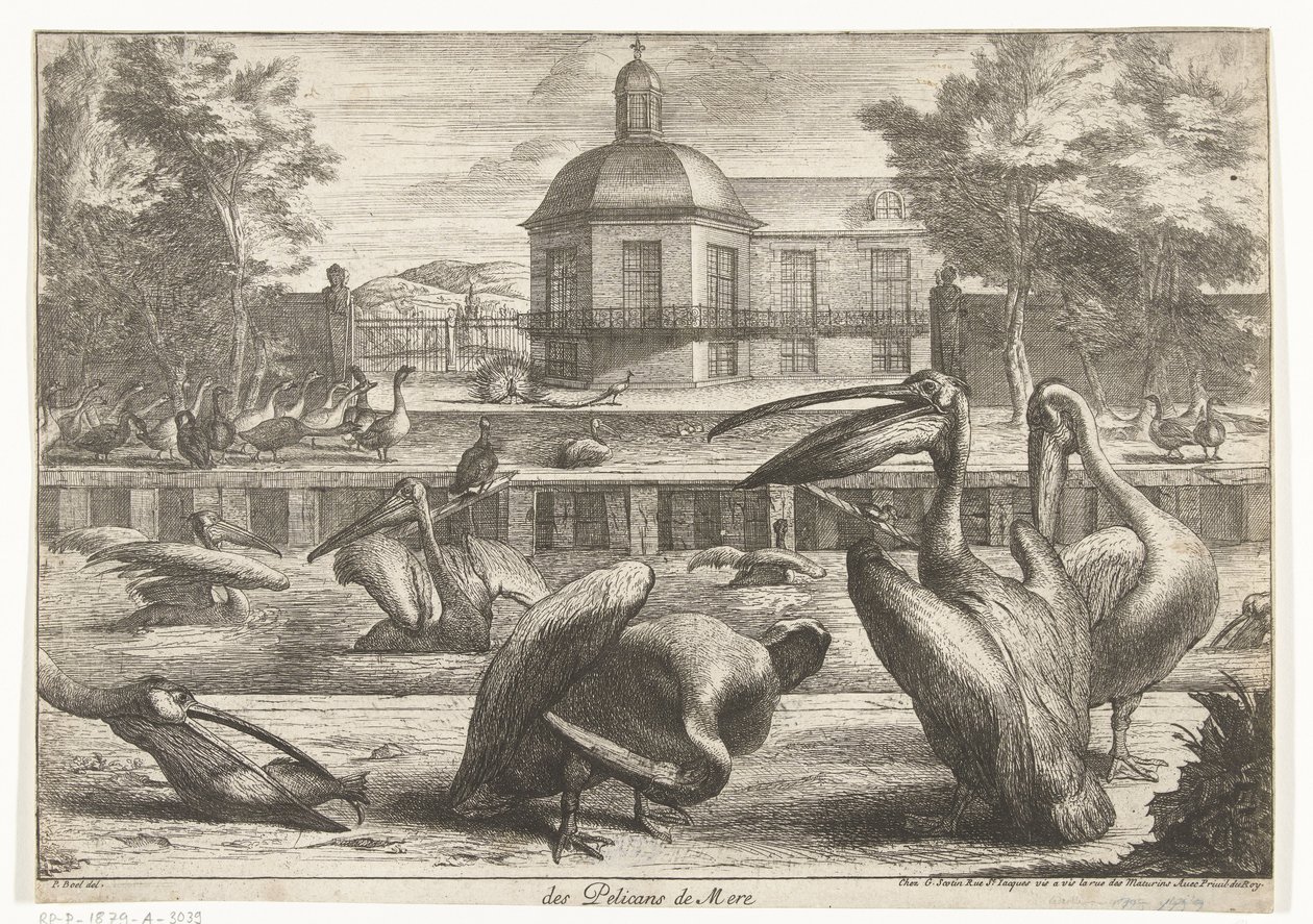البجع des Pelicans de Mere (العنوان على الكائن) طيور من حديقة حيوانات فرساي (عنوان السلسلة) بواسطة بيتر بويل (منسوب إلى)