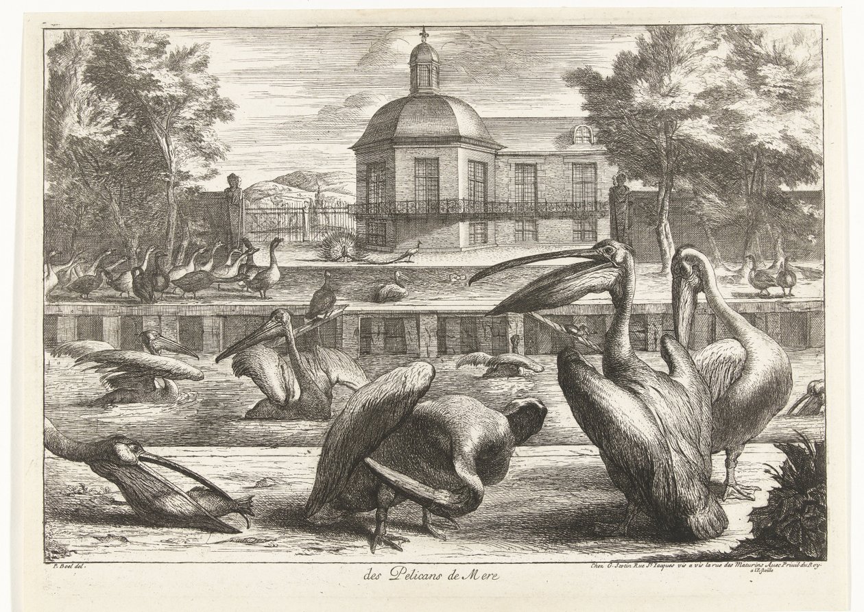 البجع des Pelicans de Mere (العنوان على الكائن) طيور من حديقة حيوانات فرساي (عنوان السلسلة) بواسطة بيتر بويل (منسوب إلى)