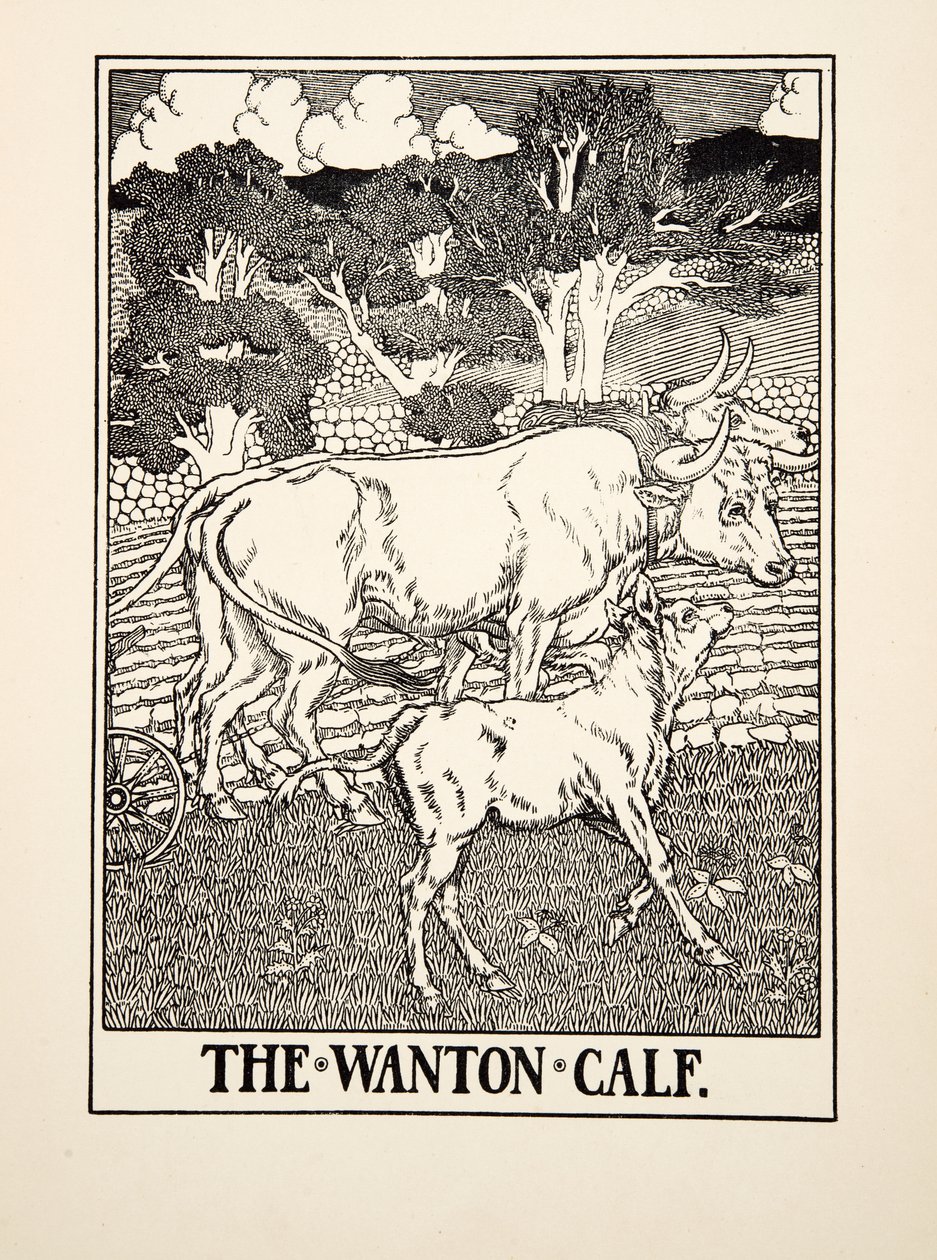 The Wanton Calf ، من مائة حكاية إيسوب ، حانة 1903 بواسطة بيرسي جيه. بيلينجشيرست