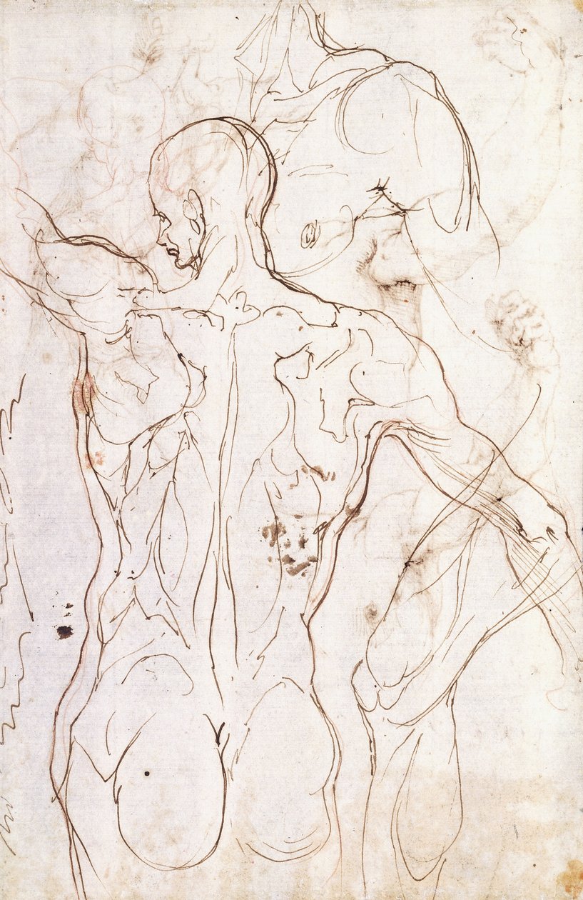 عاري من الخلف ، ينظر إلى اليسار ، ودراسات أخرى لكتفه الأيسر وساقه اليمنى ، بواسطة Perino del Vaga