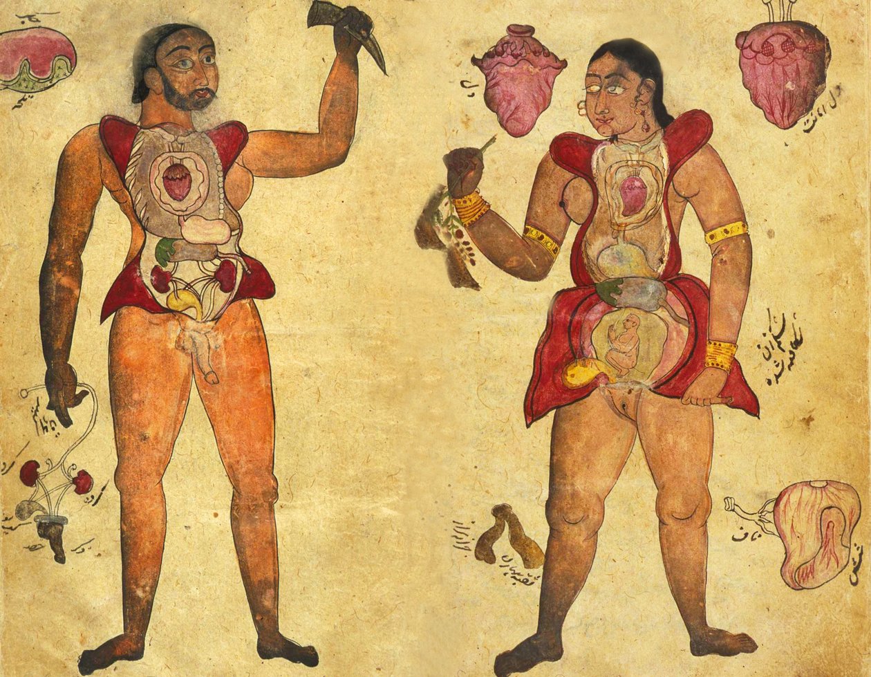 توضيح تشريحي لرجل وامرأة يحملان أعضاء داخلية خاصة بهما ، نشر في طب أكبر أكبر ، "دواء أكبر" ، 1700 بواسطة المدرسة الفارسية