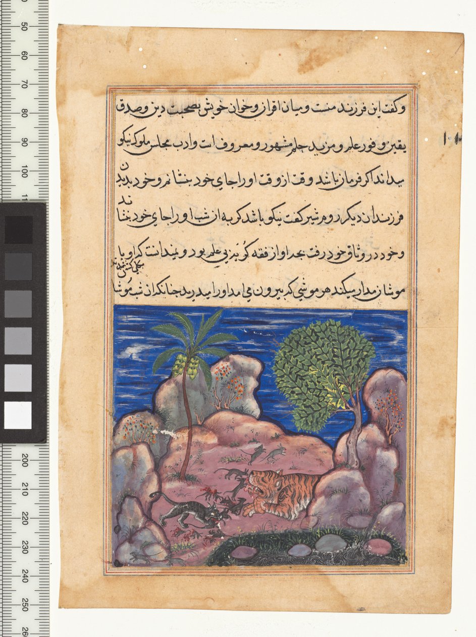 الحكاية الخامسة عشرة ، القطة تهاجم الفئران التي تزعج الأسد ، صورة من "توتي ناما" ، ج. 1560. الهند ، موغال ، عهد أكبر ، القرن السادس عشر بواسطة المدرسة الفارسية