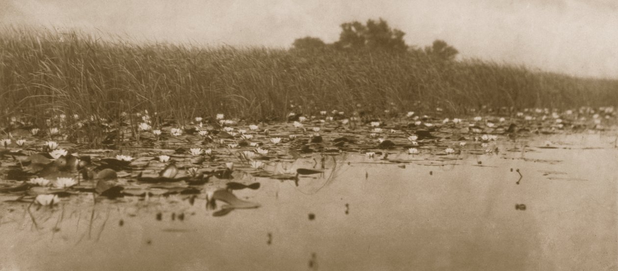زنابق الماء ، الحياة والمناظر الطبيعية على نورفولك برودز ، 1886 بواسطة بيتر إيمرسون وتوماس جودال