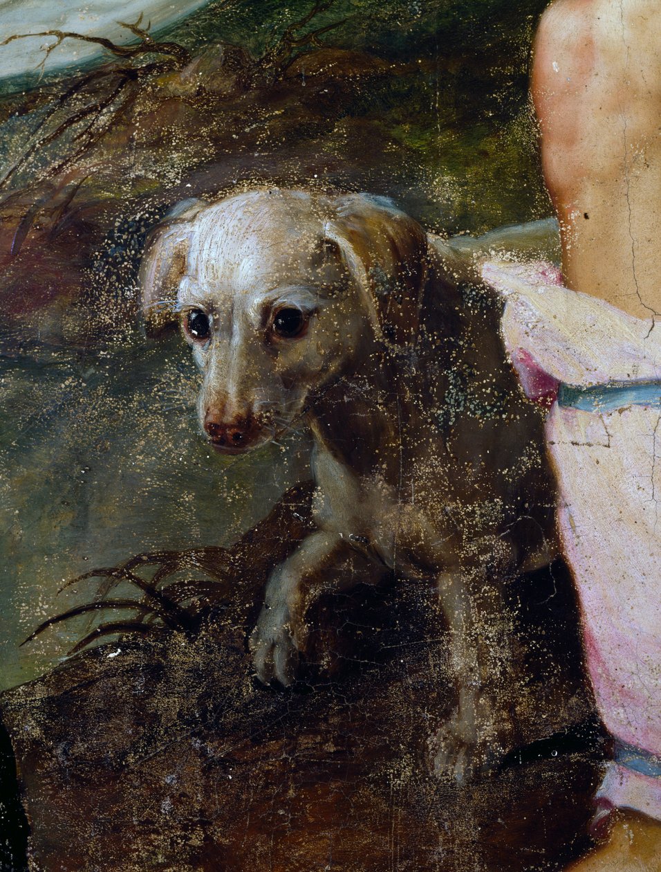 Dog, detail from Nativity, painting by Pieter Candid or Pieter de Witte (ca 1548-1628), Netherlands بواسطة بيتر كانديد