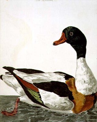 The Common Shelduck من "علم الحيوان البريطاني ، الفئة الثانية: الطيور" ، نقش بواسطة بيتر مازيل (1761-97) 1766 (نقش) بواسطة بيتر (بعد) بايلو