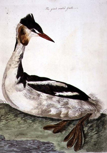 لوحة Grebe (Podiceps cristatus) ذات التاج العظيم من "The British Zoology ، Class II: Birds" ، نقش بواسطة Peter Mazell (fl.1761-97) 1766 (نقش) بواسطة بيتر (بعد) بايلو