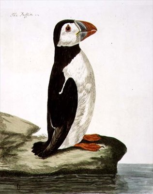 لوحة البفن (Fratercula arctica) من "علم الحيوان البريطاني ، الفئة الثانية: الطيور" ، نقشها بيتر مازيل (1761-97) 1766 (نقش) بواسطة بيتر (بعد) بايلو