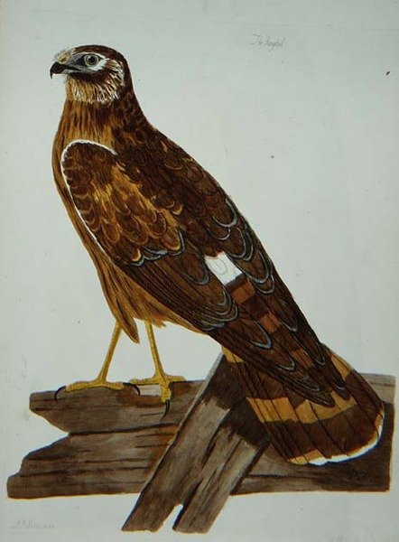 The Ringtail ، أنثى من طبق Hen Harrier (سيرك cyaneus) من "علم الحيوان البريطاني ، الفئة الثانية: الطيور" ، نقش بواسطة بيتر مازيل (1761-97) 1766 (نقش) بواسطة بيتر (بعد) بايلو