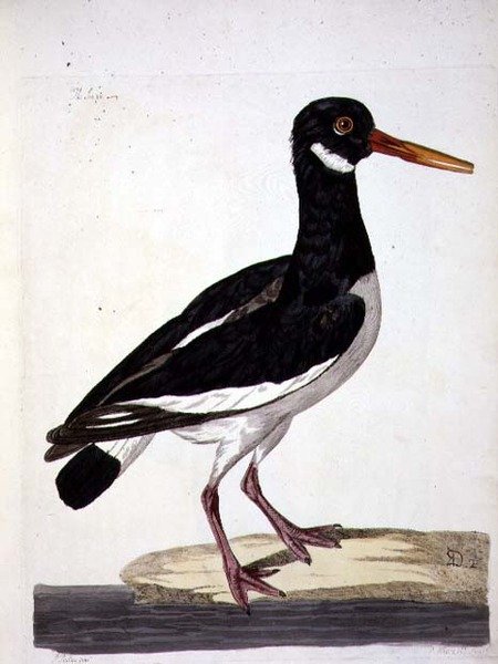 فطيرة البحر أو صائد المحار (Haematopus ostralegus) لوحة من "علم الحيوان البريطاني ، الفئة الثانية: الطيور" ، نقشها بيتر مازيل (1761-97) 1766 (نقش) بواسطة بيتر (بعد) بايلو