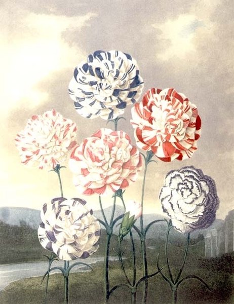 مجموعة من القرنفل: Dianthus caryophyllus ، نقشها كالدوال ، من "معبد فلورا" لثورنتون بواسطة بيتر تشارلز (بعد) هندرسون