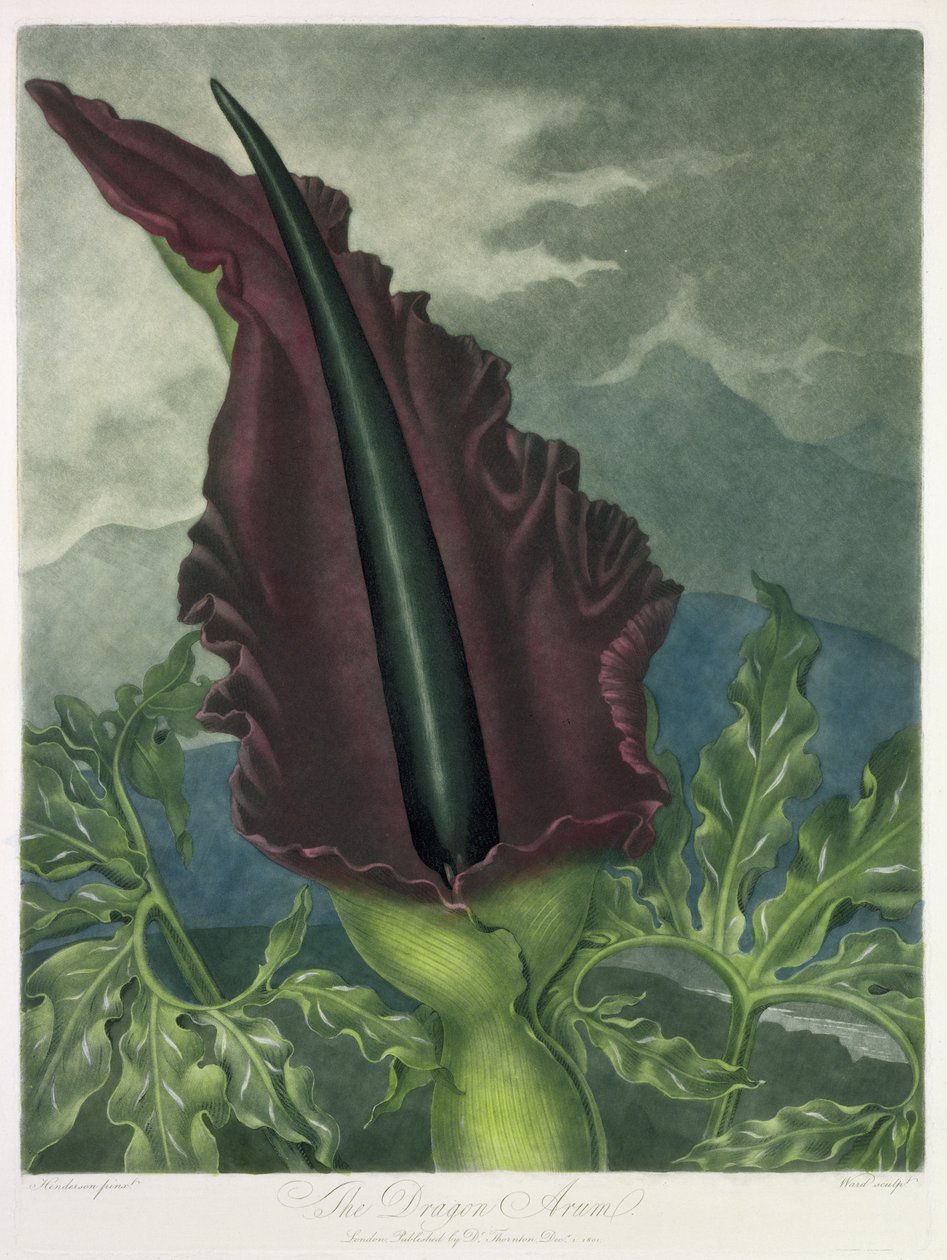 The Dragon Arum ، محفور بواسطة Ward ، من "معبد فلورا" بواسطة روبرت ثورنتون ، حانة. 1801 بواسطة بيتر تشارلز هندرسون