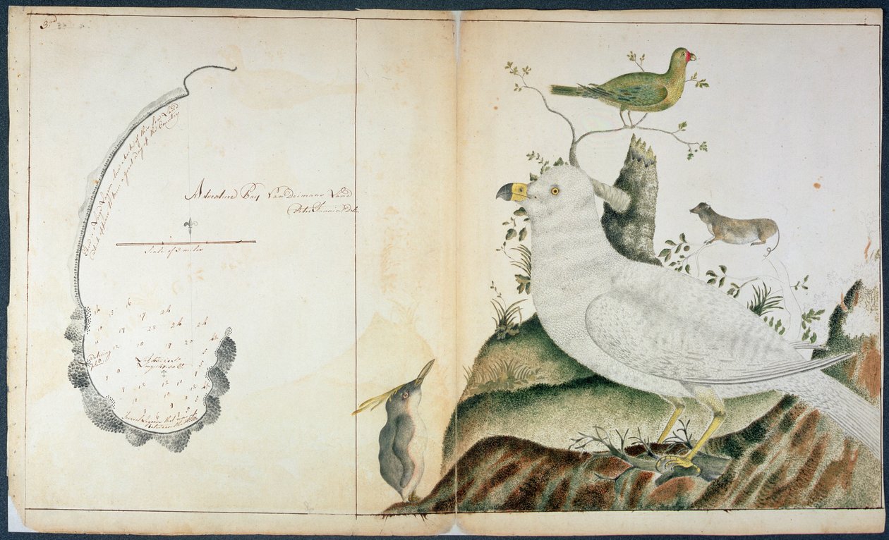 مخطط خليج المغامرات ، أرض فان ديمان ، ج .1773 (ألوان مائية على ورق) بواسطة بيتر فانين