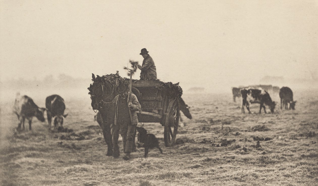 صباح فاترة ، 1890-1891 ، طُبع عام 1893. بواسطة بيتر هنري ايمرسون