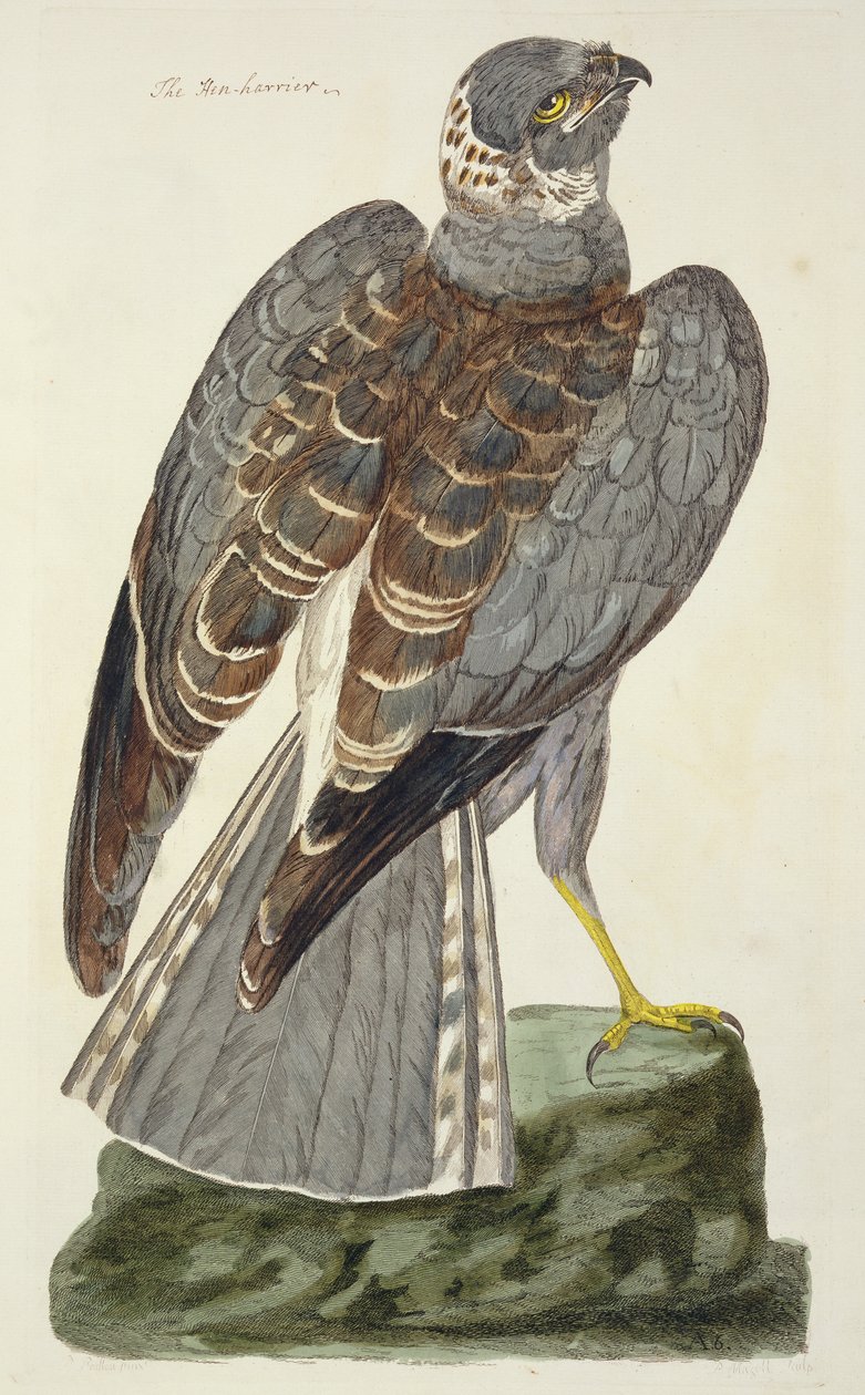 لوحة Hen Harrier (سيرك سيانوس) من "علم الحيوان البريطاني ، الفئة الثانية: الطيور" ، نقشها بيتر مازيل (fl.1761-97) 1766 بواسطة بيتر Paillou