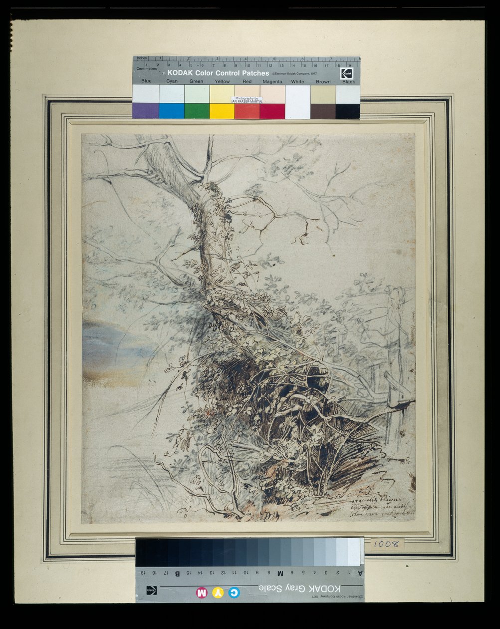 A dying tree, its trunk covered with brambles, beside a fence, c.1618-20 (pen & ink over chalks with wash on paper) بواسطة بيتر بول روبنز
