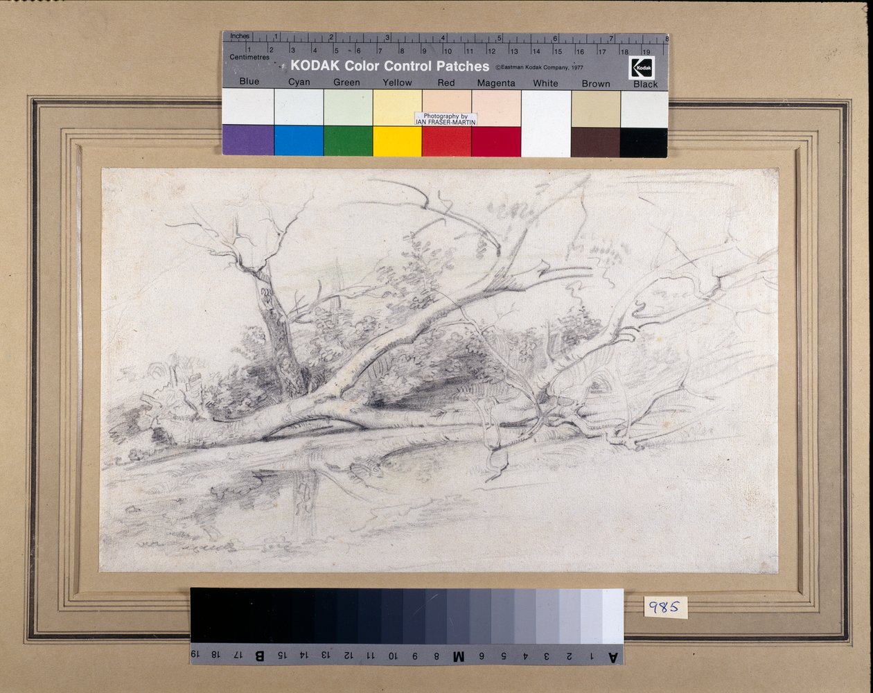 A fallen tree lying by a pool, c.1630 (black & red chalks with wash on paper) بواسطة بيتر بول روبنز