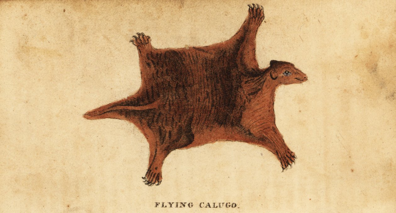 الليمور الطائر الفلبيني ، Cynocephalus volans. ، 1800 (نقش) بواسطة بيتر سيمون بالاس