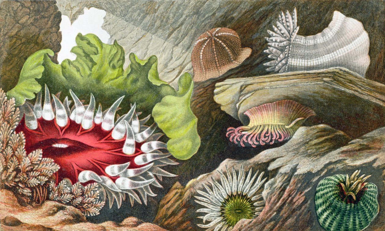 The Gem Pimplet و Glaucus Pimplet و Red Speckled Pimplet ، اللوحة الرابعة من "Actinologia Britannica: A History of the British Sea anemones and Corals" ، 1860 (chromolitho) بواسطة فيليب هنري جوس