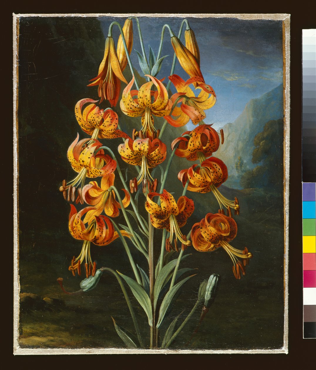 Lilium Superbum ، رسمت لـ RJ Thorntons `Temple of Flora ، c.1798 بواسطة فيليب ريناجل