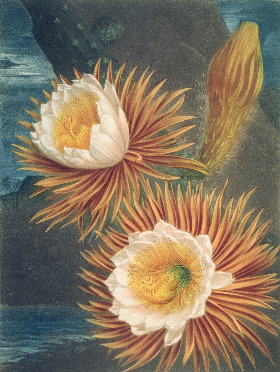 The Night-Blowing Cereus ، من معبد فلورا بواسطة روبرت ثورنتون ، تم نشره عام 1812 بواسطة فيليب بعد Reinagle