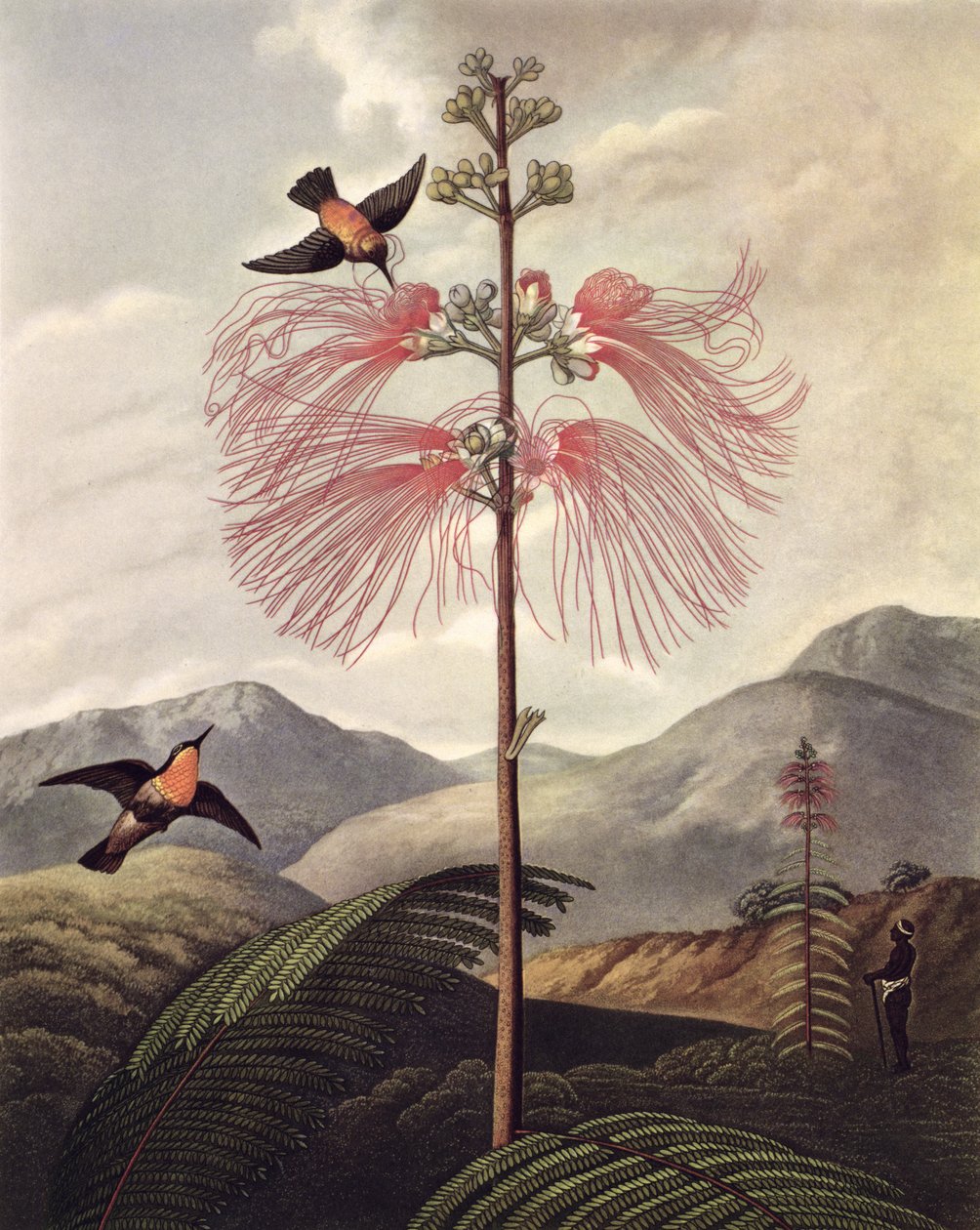 Large Flowering Sensitive Plant, engraved by Thomas Medland (c.1765 – 1833), c.1799-1807 (aquatint & stipple) بواسطة فيليب (بعد) Reinagle