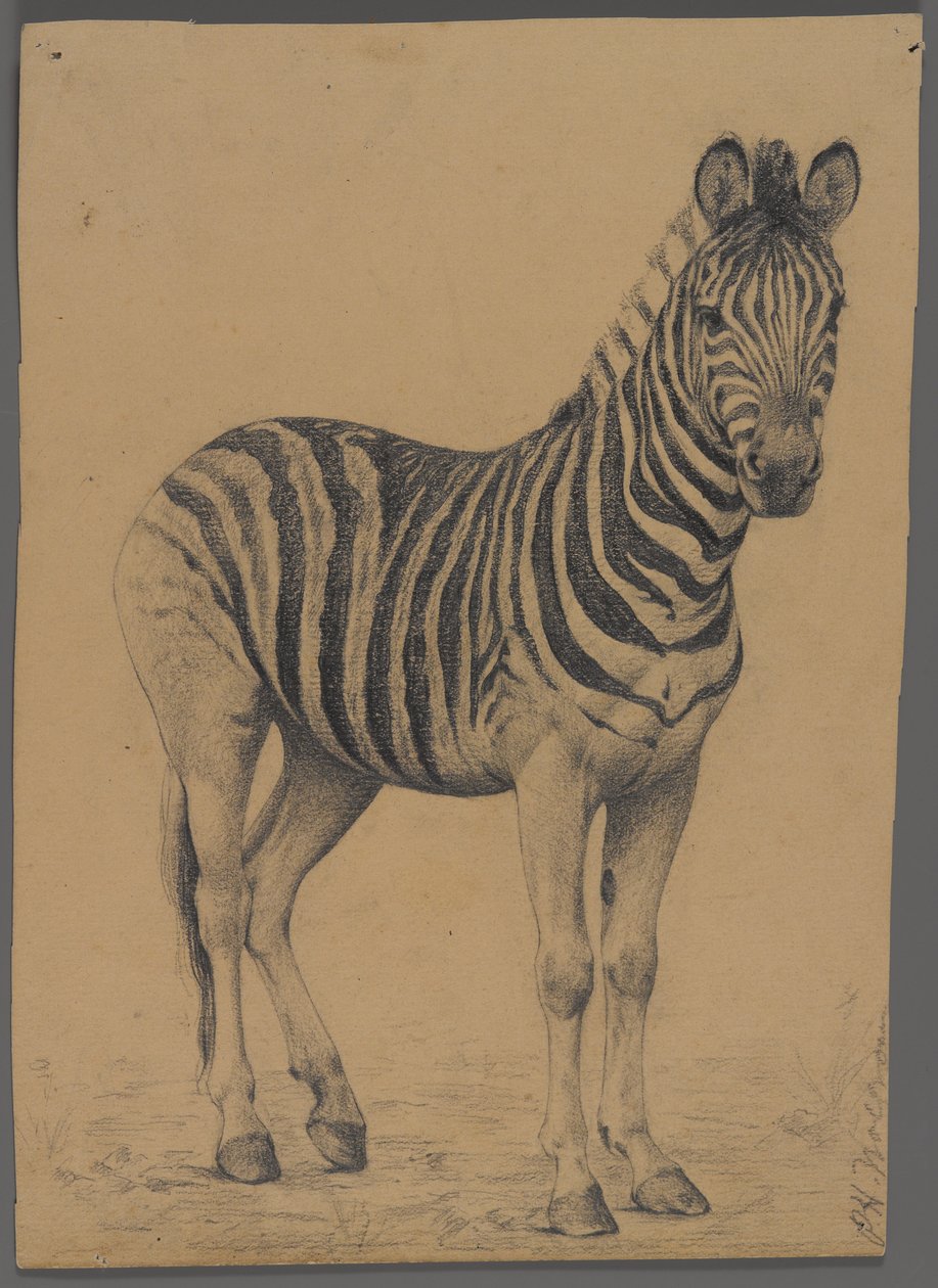 Zebra (الجرافيت على الورق) بواسطة فيليب ولفروم