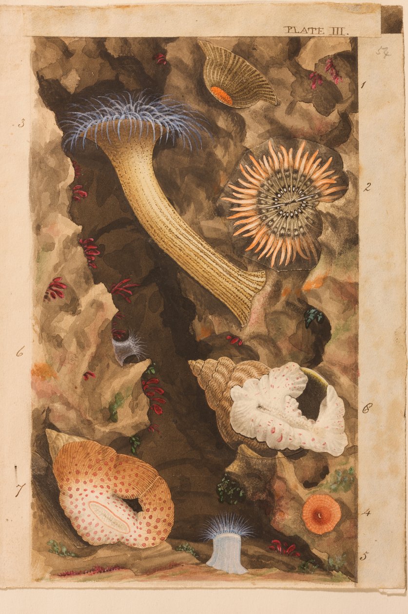 اللوحة الثالثة ، دراسة عن "Actinologia Britannica: A History of the British Sea Anemones and Corals" ، c.1858-60 (الجرافيت ، wc und gouache على الورق) بواسطة فيليب هنري جوس
